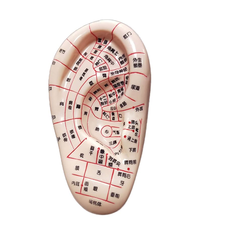 人体模型　鍼灸　針　5点セット 手 足 耳 経絡ポイント② Amazon.co.jp: 人間の鍼モデル - 手&耳&足の鍼治療ツボモデル